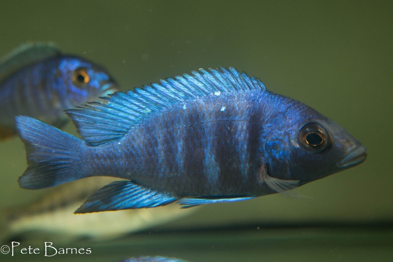 Placidochromis sp. 'phenochilus tanzania'